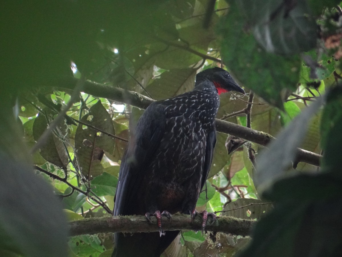Crested Guan - ML620050326