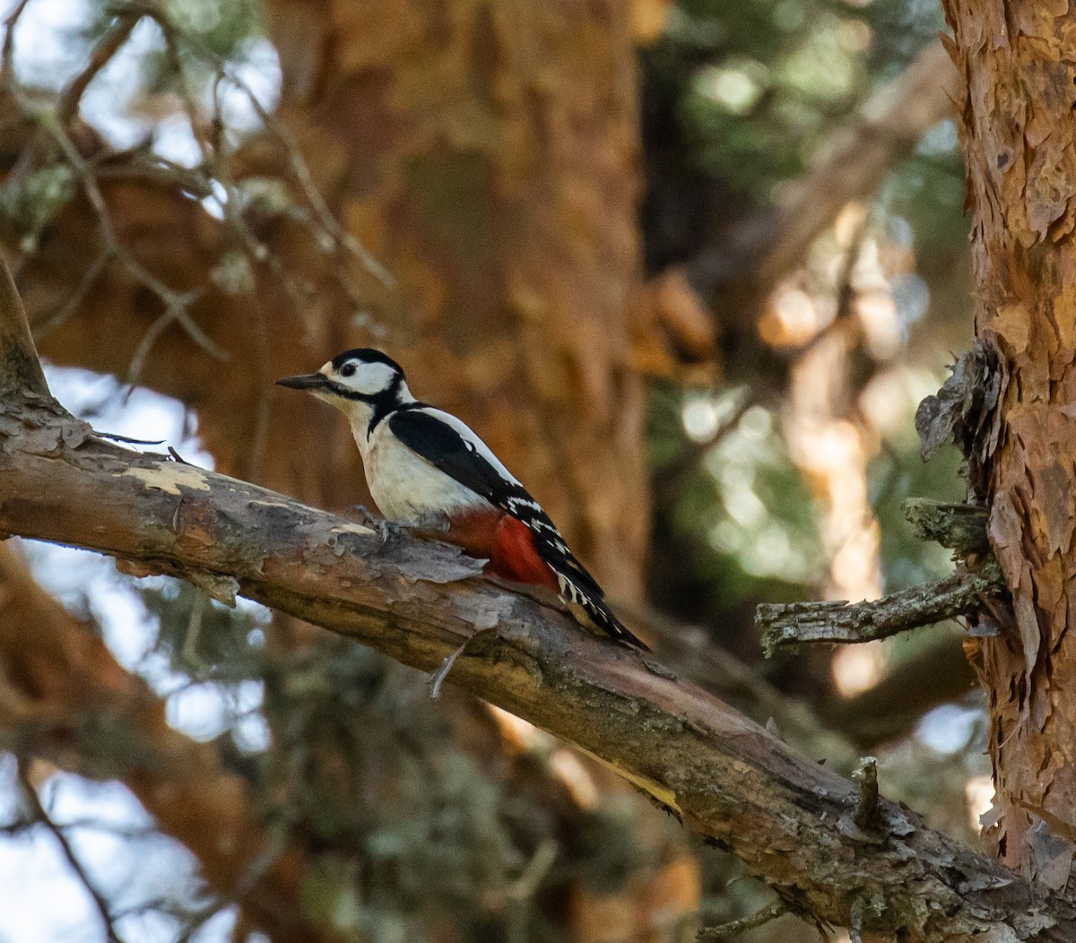 Great Spotted Woodpecker - ML620050338