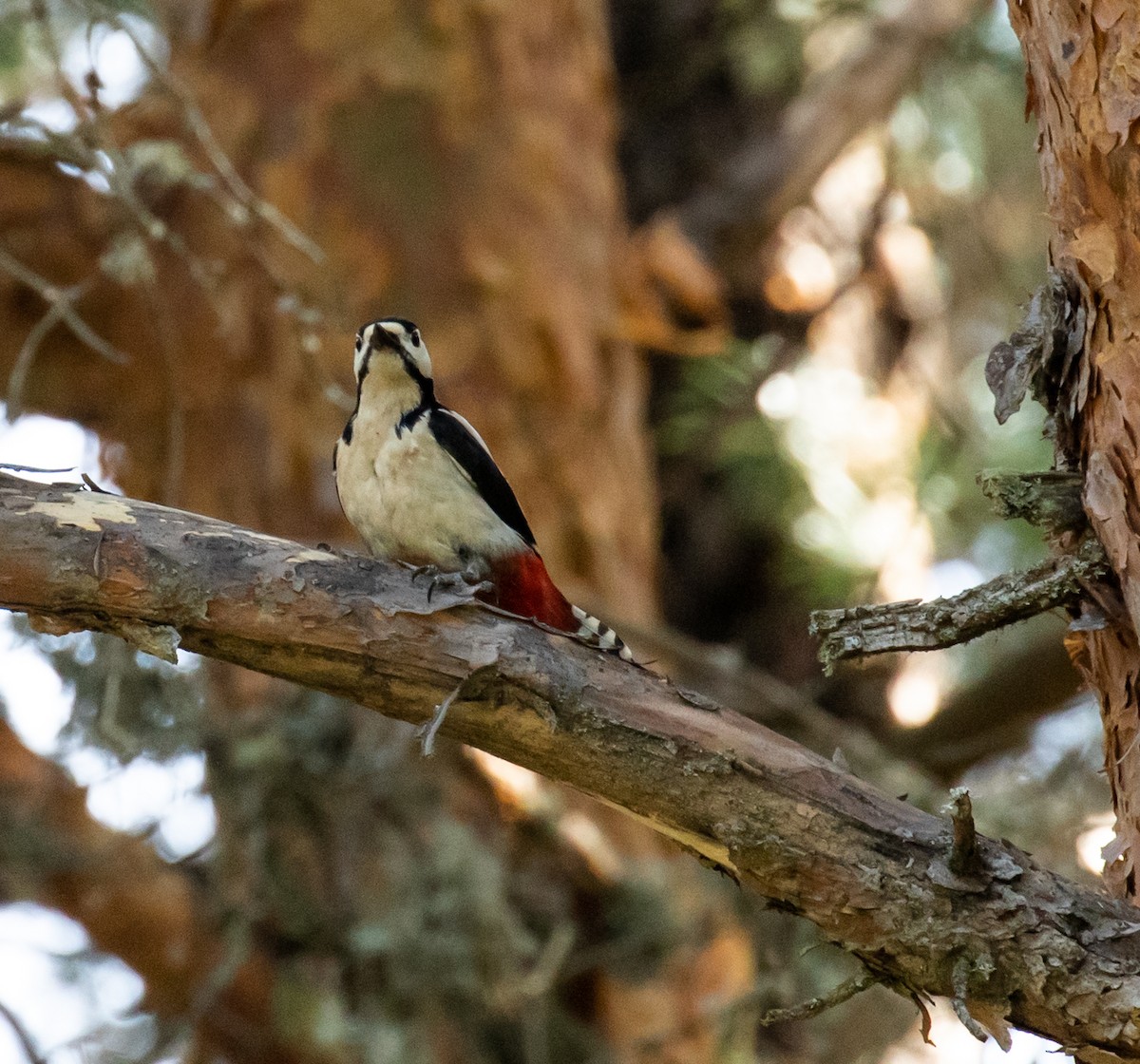 Great Spotted Woodpecker - ML620050340