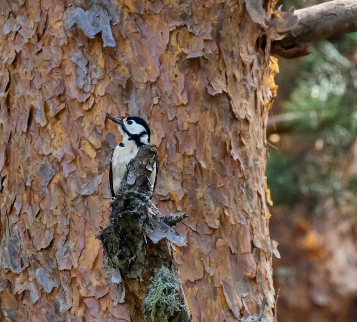 Great Spotted Woodpecker - ML620050343