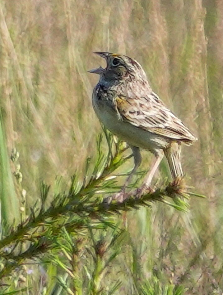 Grasshopper Sparrow - ML620050374