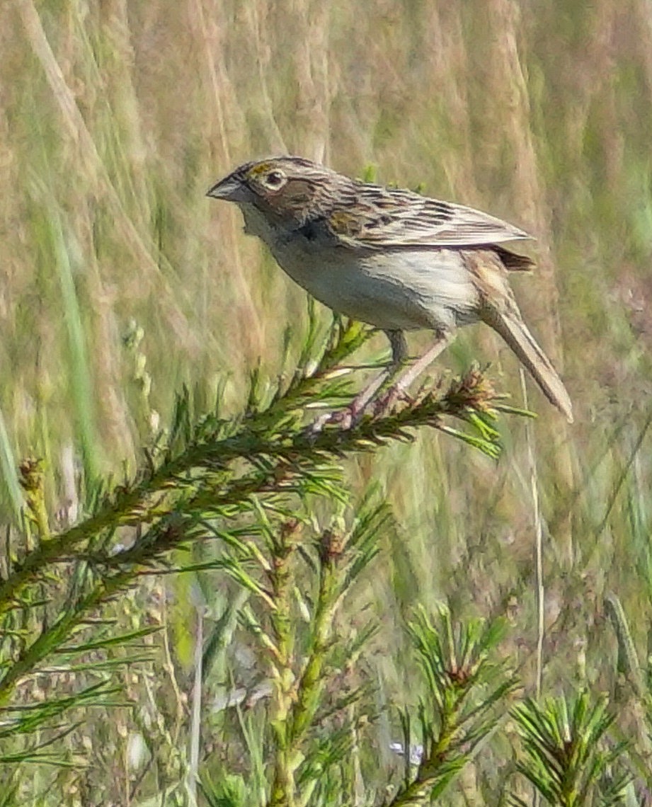 Grasshopper Sparrow - ML620050375