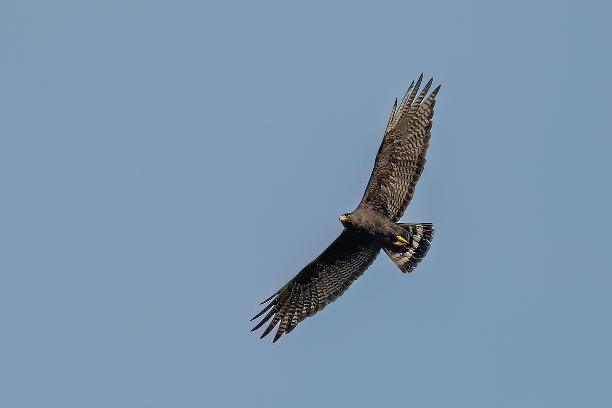 Zone-tailed Hawk - ML620050378
