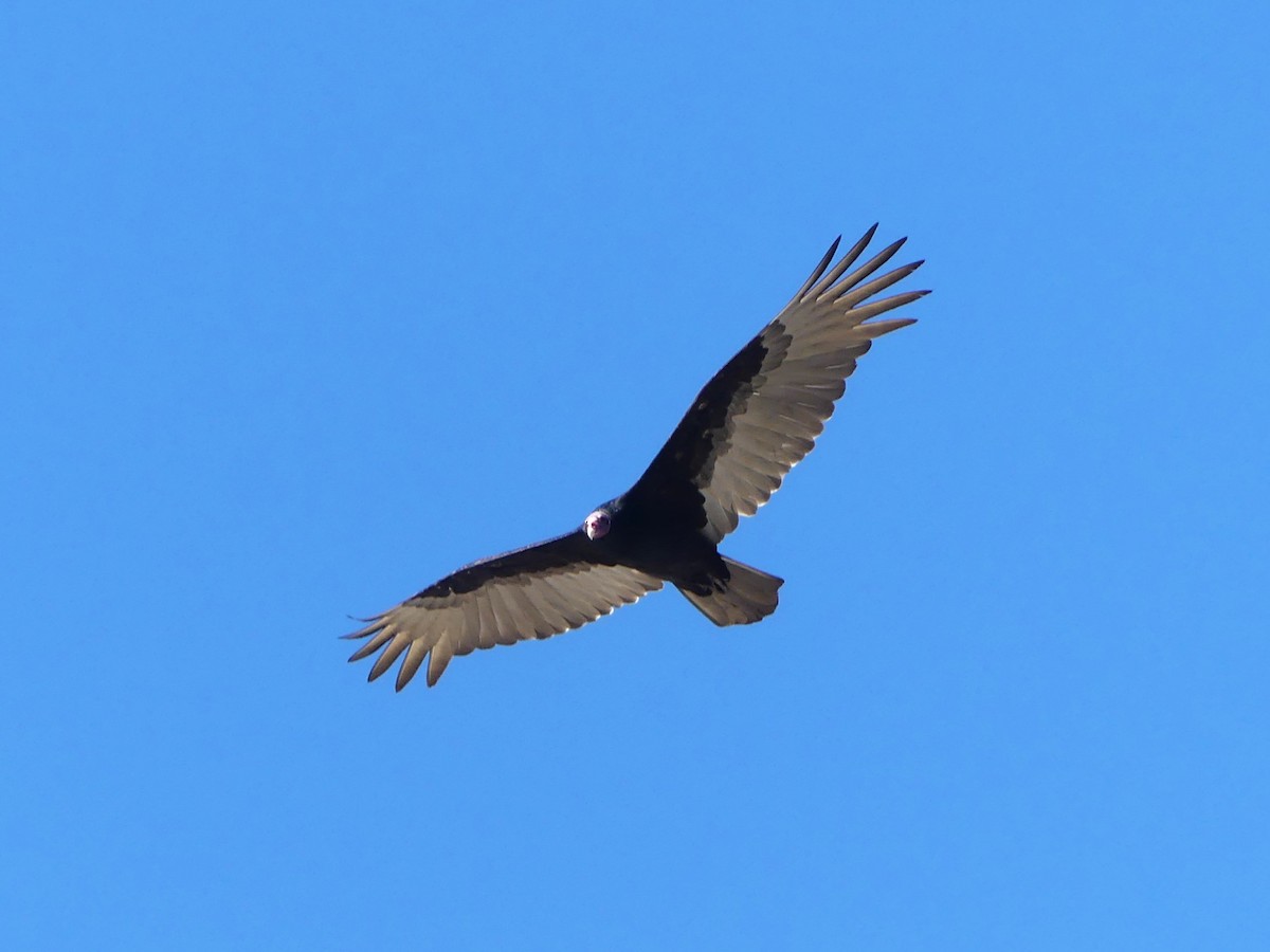Turkey Vulture - ML620050379
