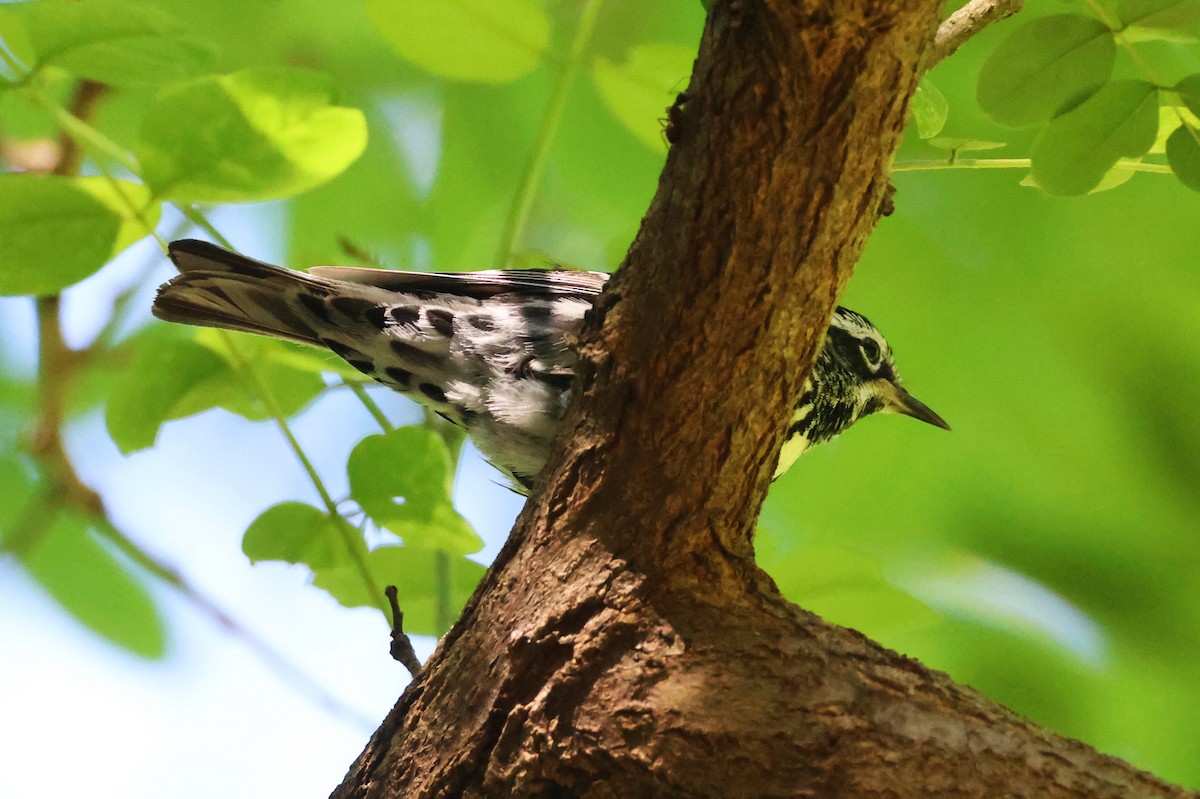 Black-and-white Warbler - ML620050390