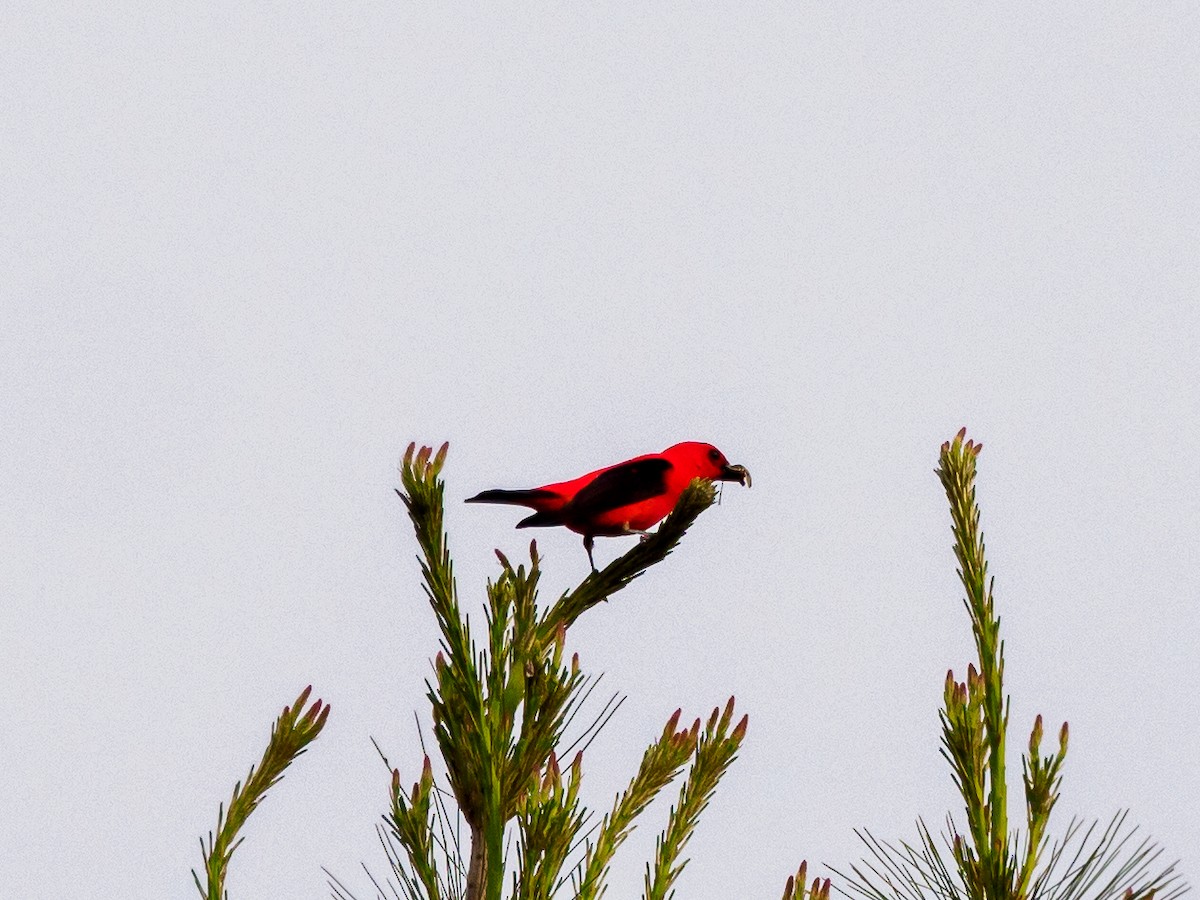 Scarlet Tanager - ML620050420