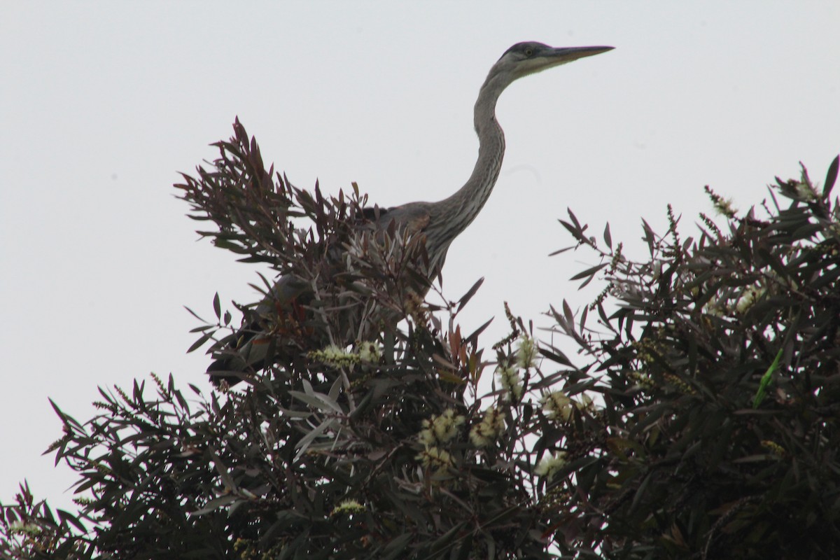 Great Blue Heron - ML620050435