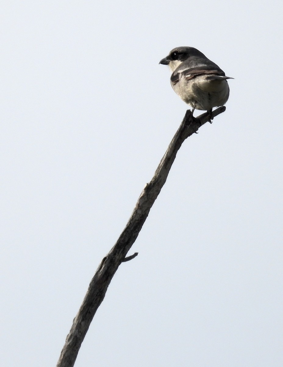 Loggerhead Shrike - ML620050447