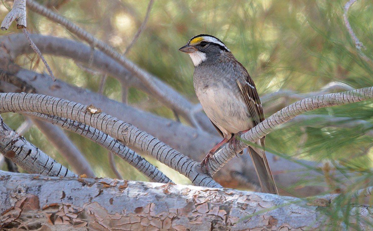 White-throated Sparrow - ML620050459