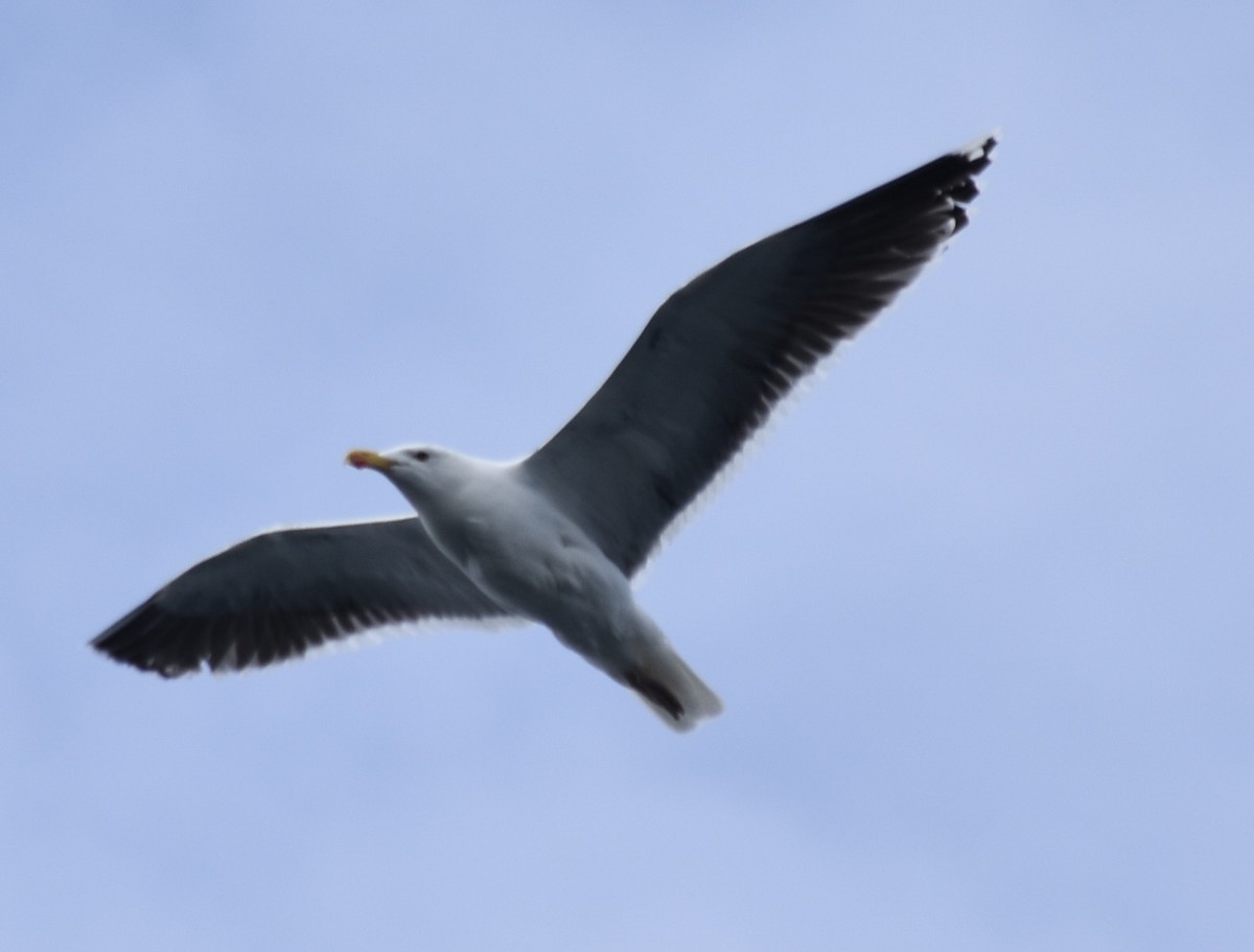 Herring Gull (American) - ML620050465