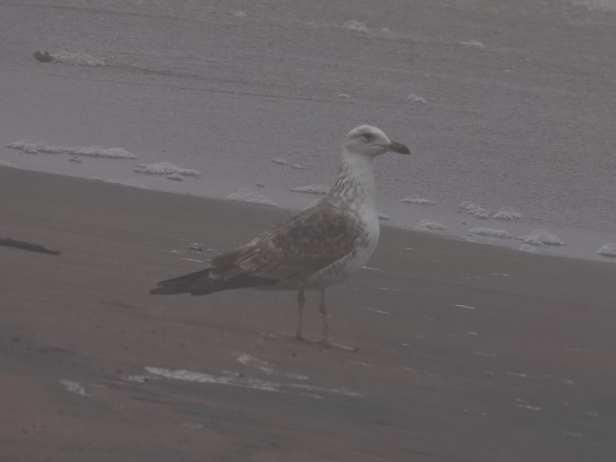 Lesser Black-backed Gull - ML620050469