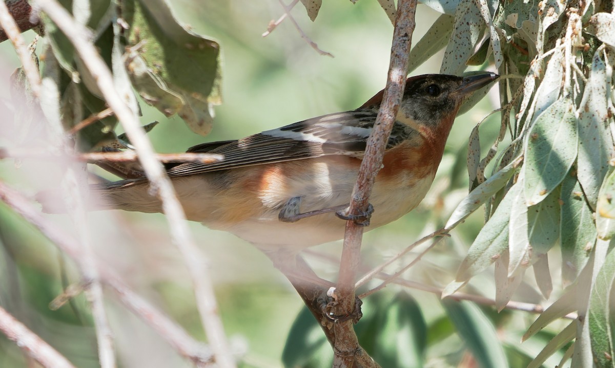 Bay-breasted Warbler - ML620050479