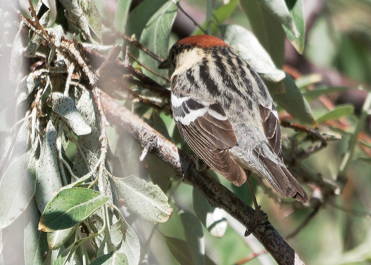 Bay-breasted Warbler - ML620050480