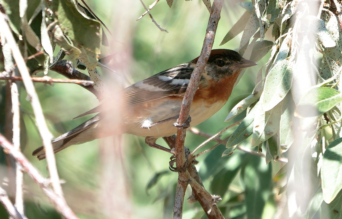 Bay-breasted Warbler - ML620050483