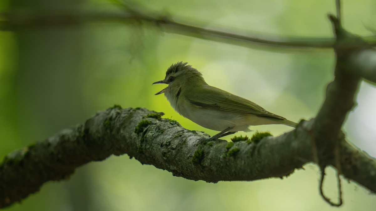 Red-eyed Vireo - ML620050489