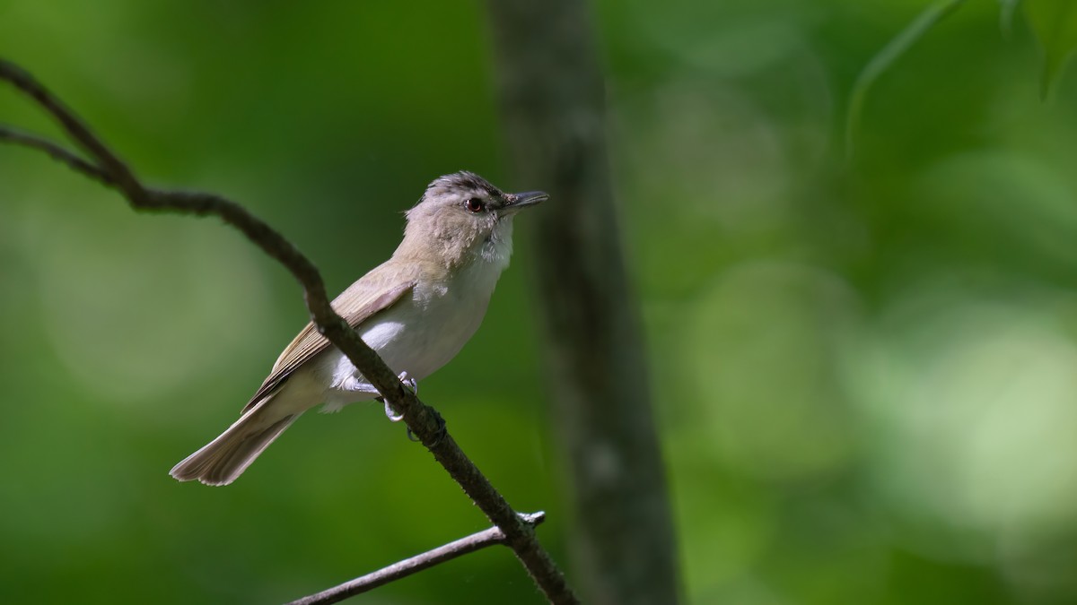 Red-eyed Vireo - ML620050493