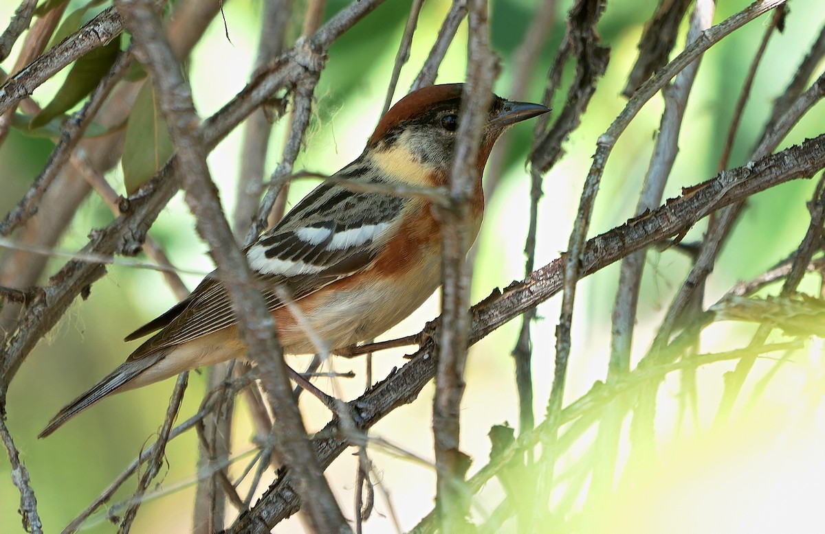 Bay-breasted Warbler - ML620050494