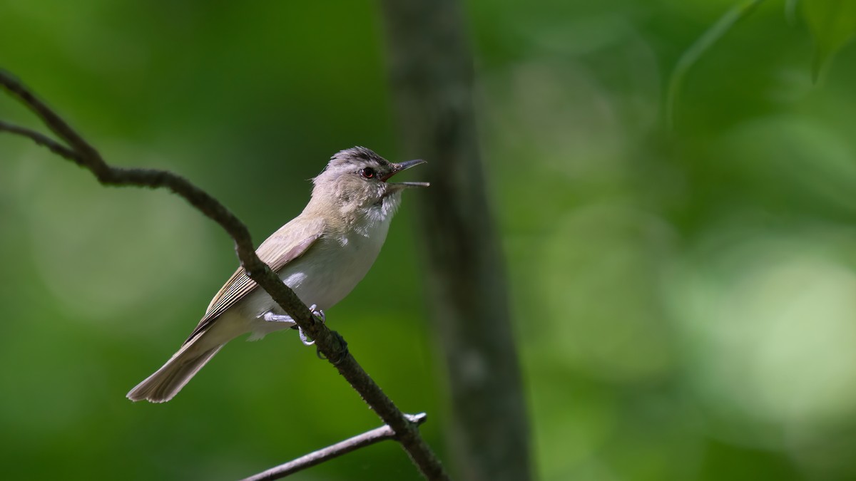 Red-eyed Vireo - ML620050495