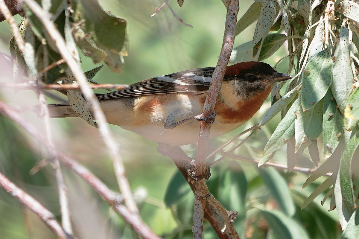 Bay-breasted Warbler - ML620050497