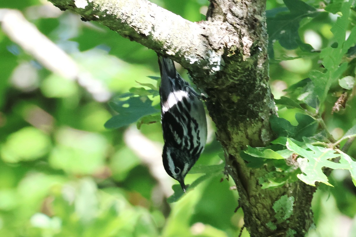 Black-and-white Warbler - ML620050511