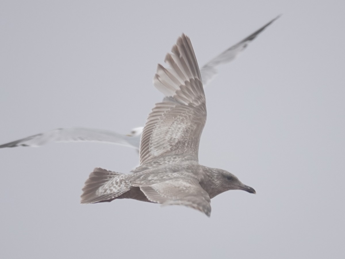 Iceland Gull (Thayer's) - Barry Reed