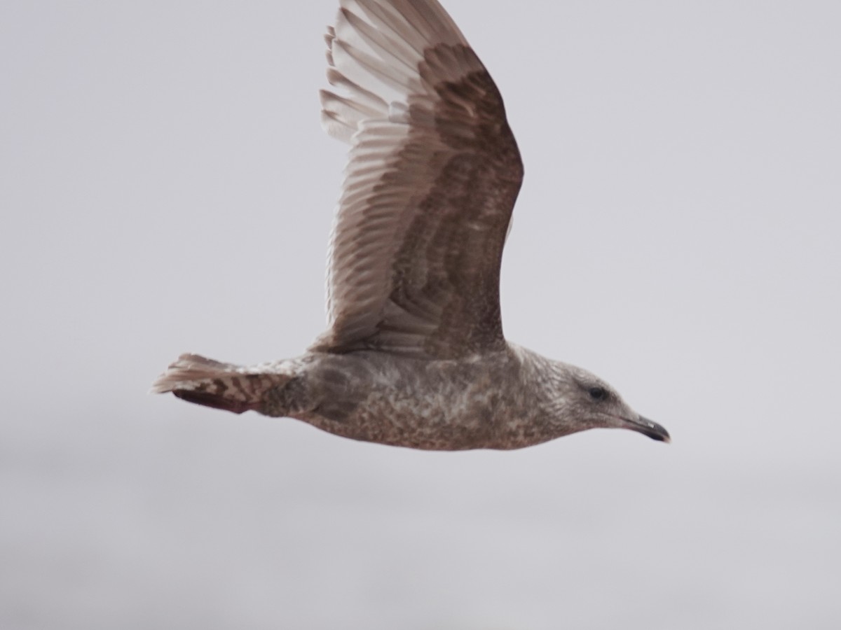 Iceland Gull (Thayer's) - ML620050515