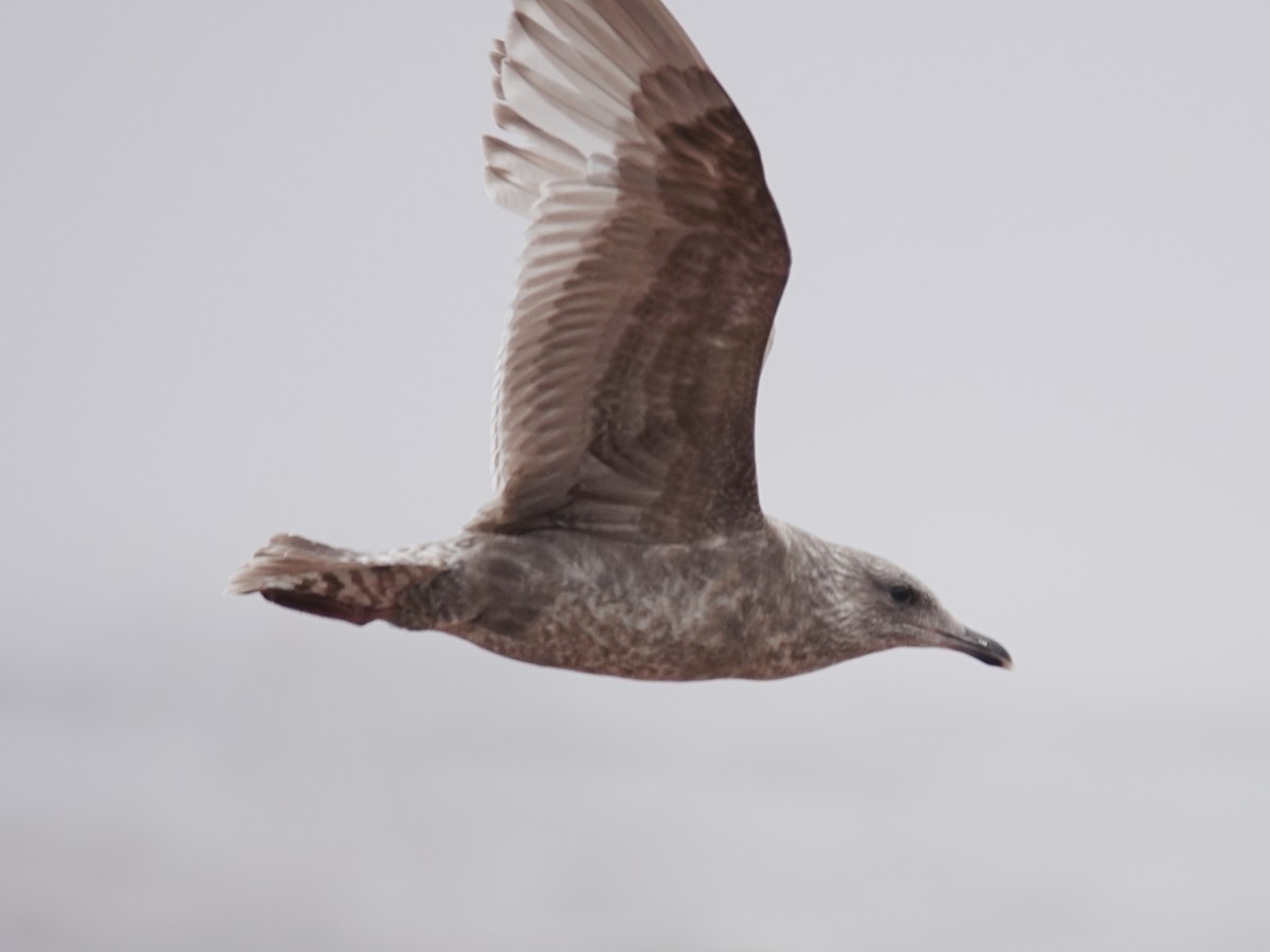 Gaviota Groenlandesa (thayeri) - ML620050515