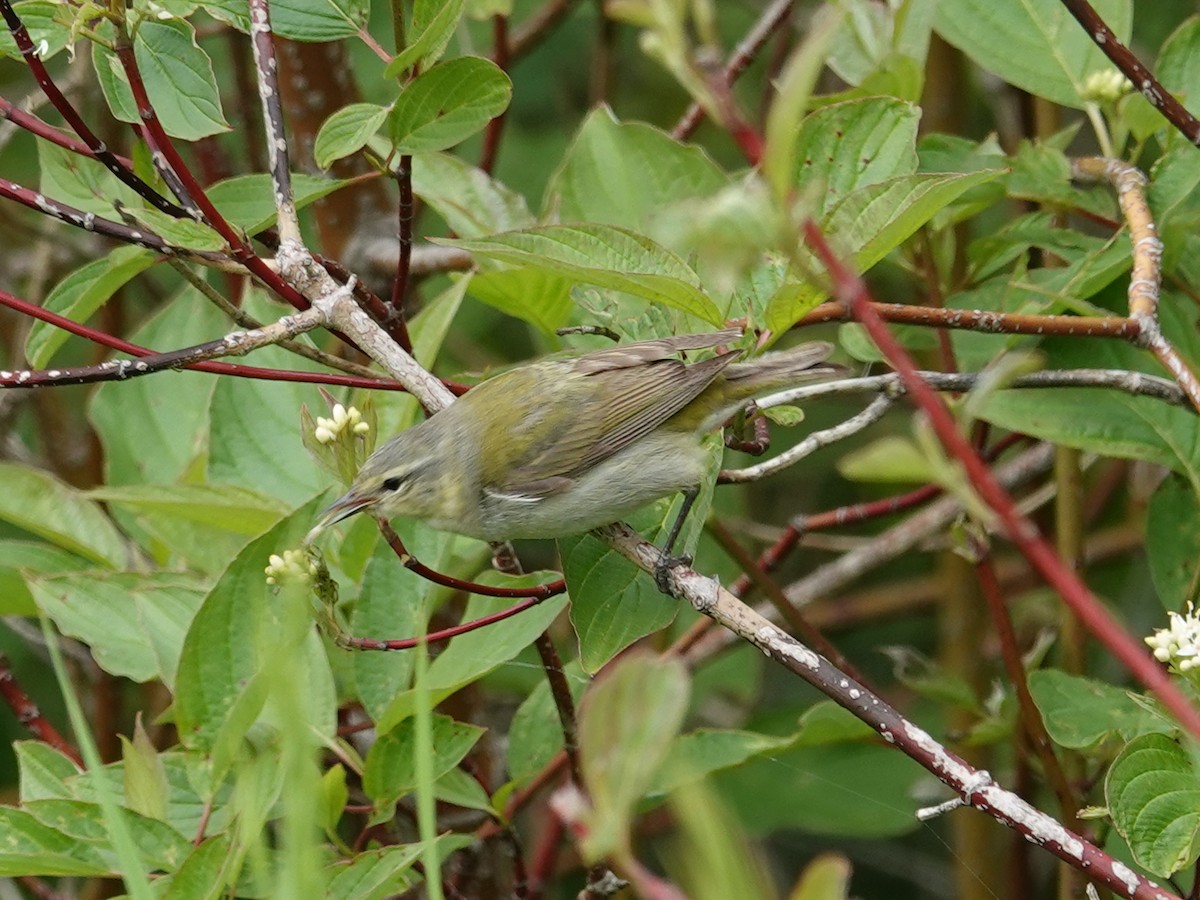 Tennessee Warbler - ML620050520