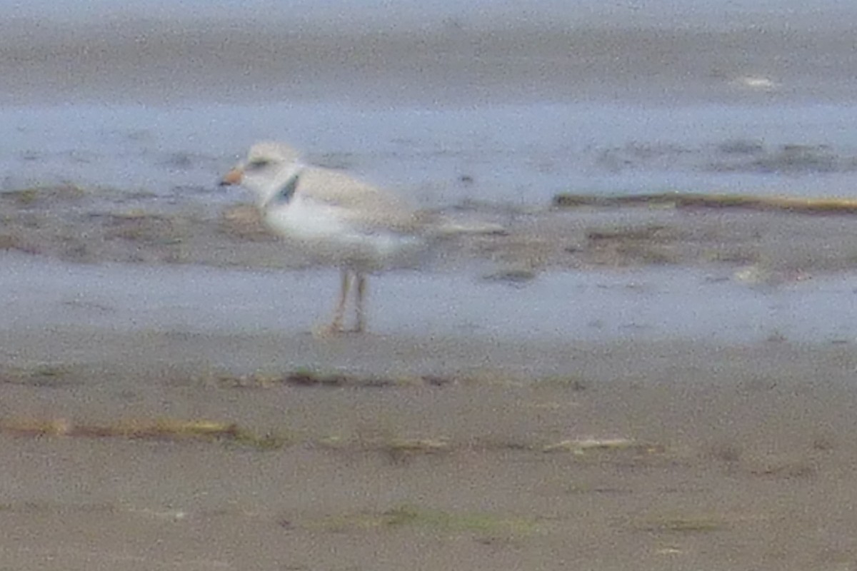 Piping Plover - ML620050522