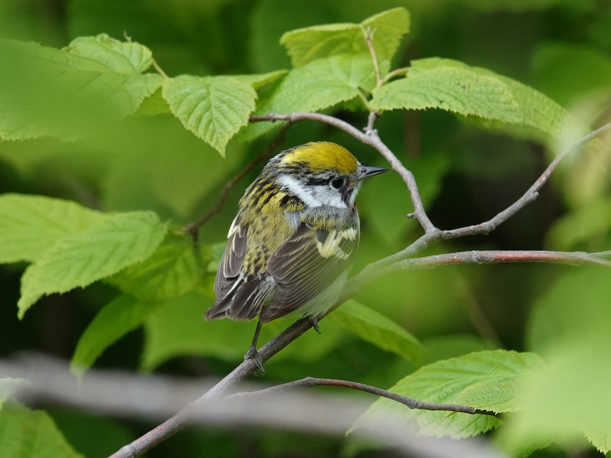 Chestnut-sided Warbler - ML620050526