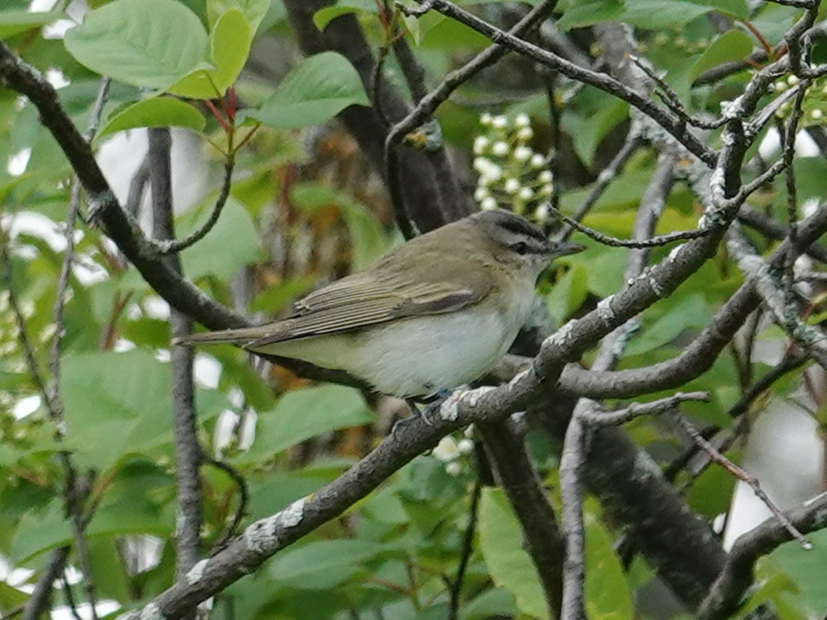 Red-eyed Vireo - ML620050539