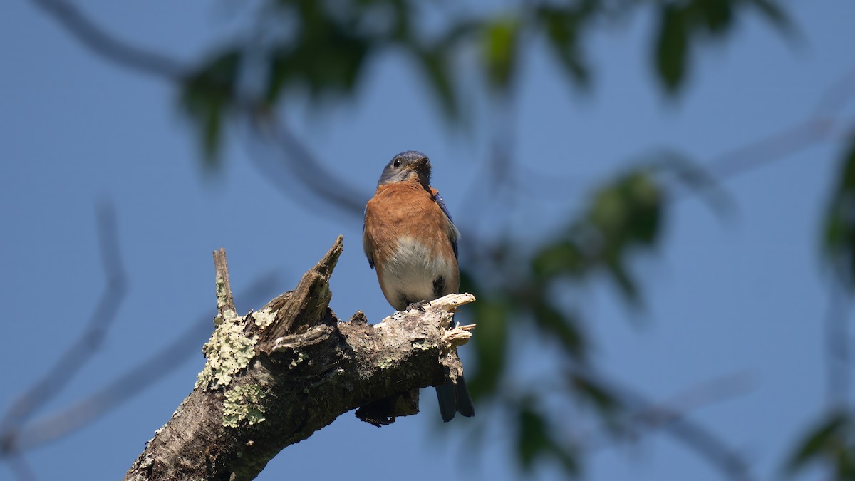 Eastern Bluebird - ML620050550