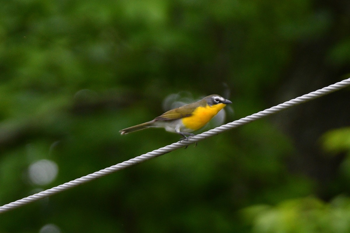 Yellow-breasted Chat - ML620050553