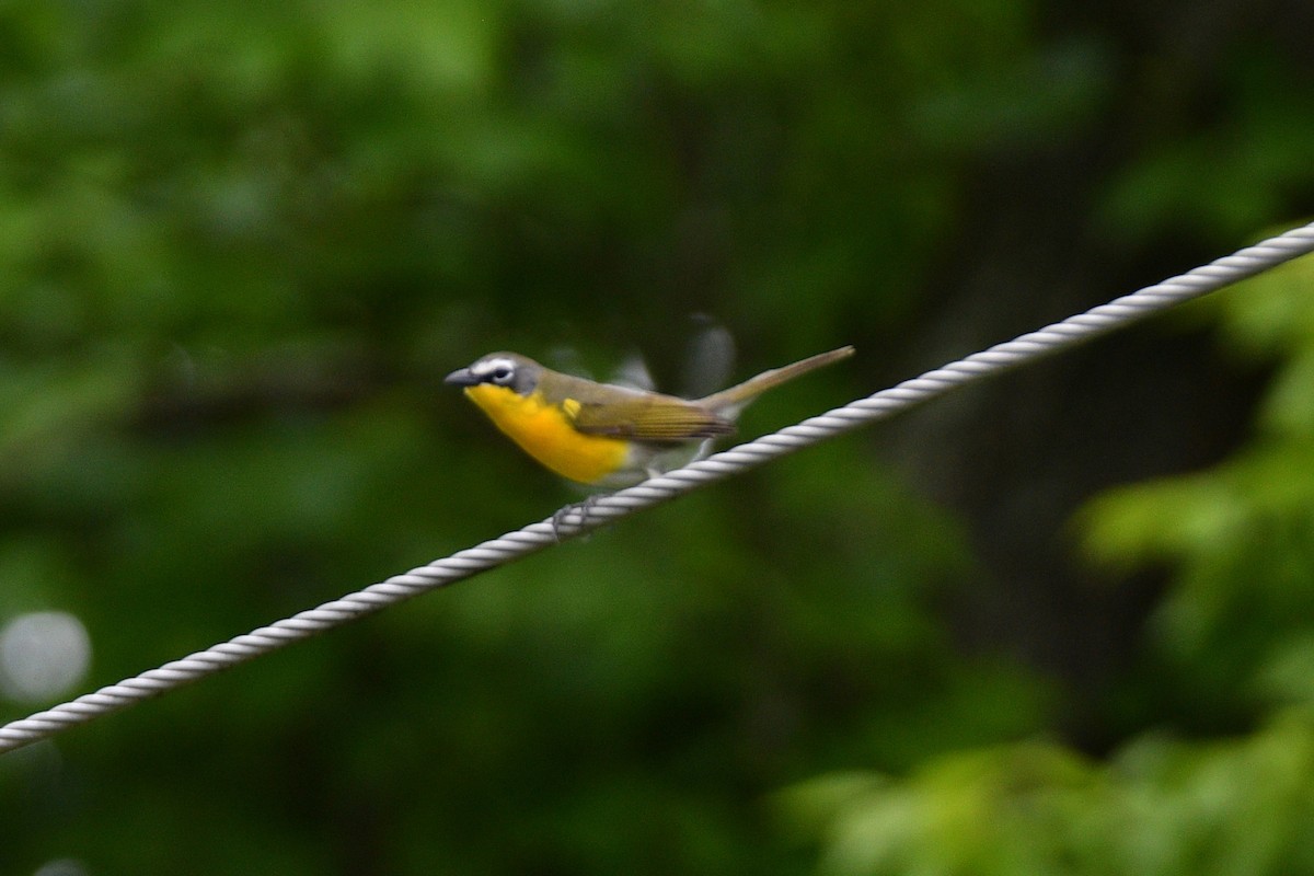 Yellow-breasted Chat - ML620050554