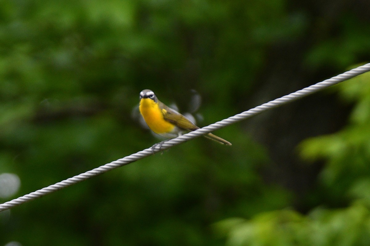 Yellow-breasted Chat - ML620050555