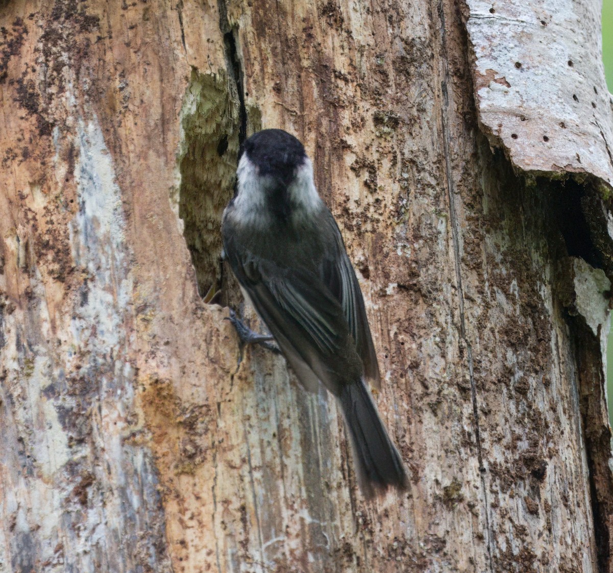 Black-capped Chickadee - ML620050561