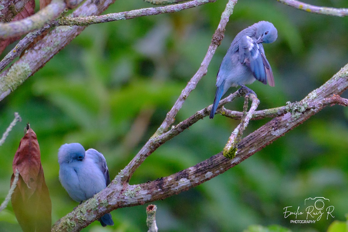 Blue-gray Tanager - ML620050571
