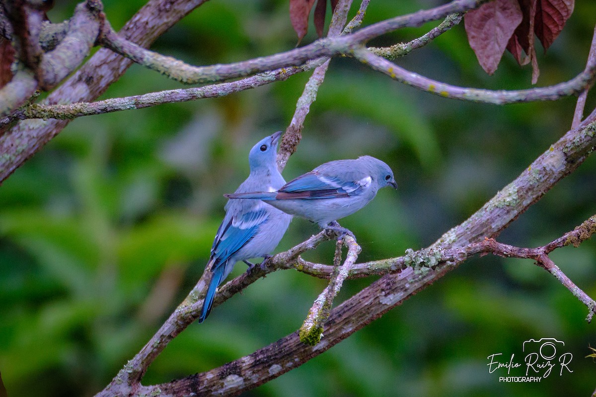 Blue-gray Tanager - ML620050572