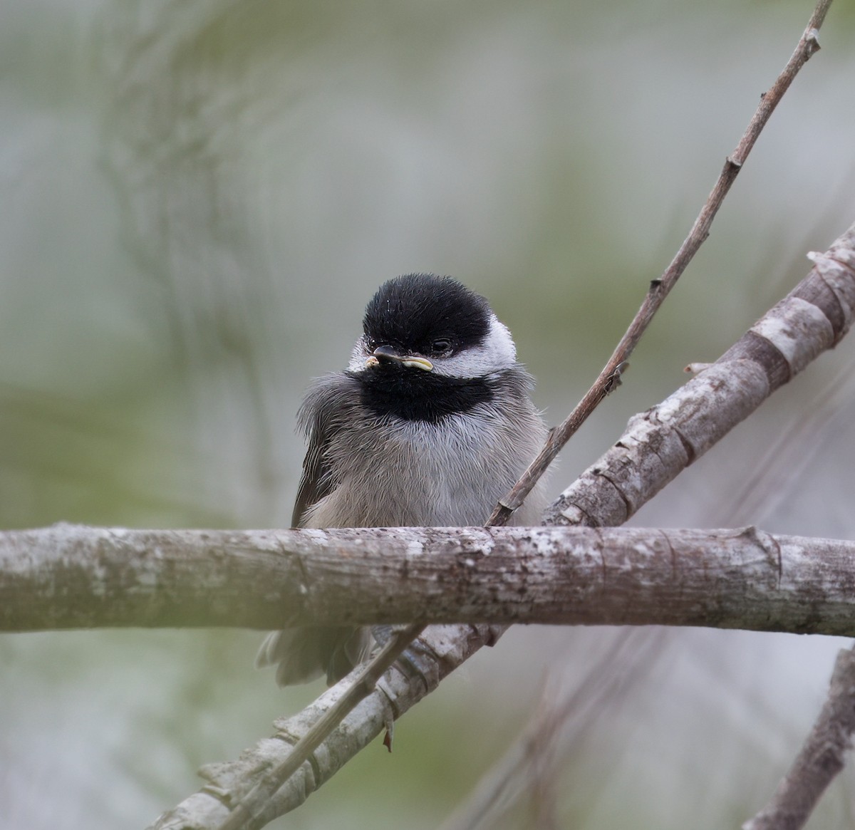 Black-capped Chickadee - ML620050575