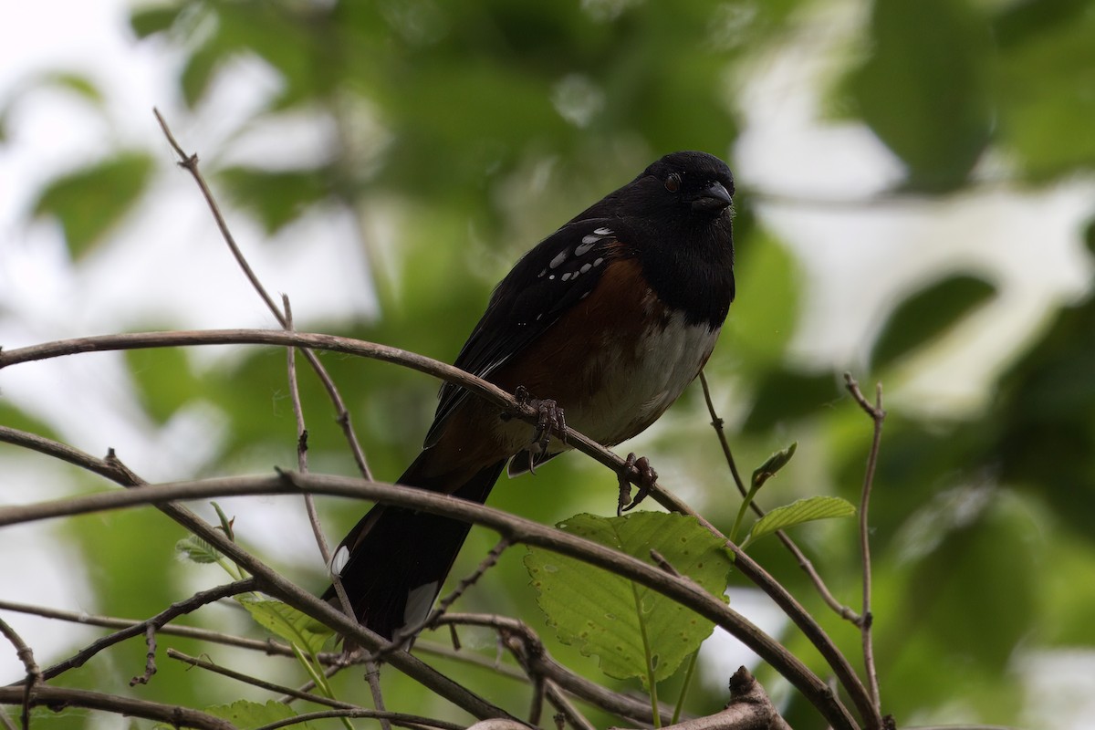 Spotted Towhee - ML620050587