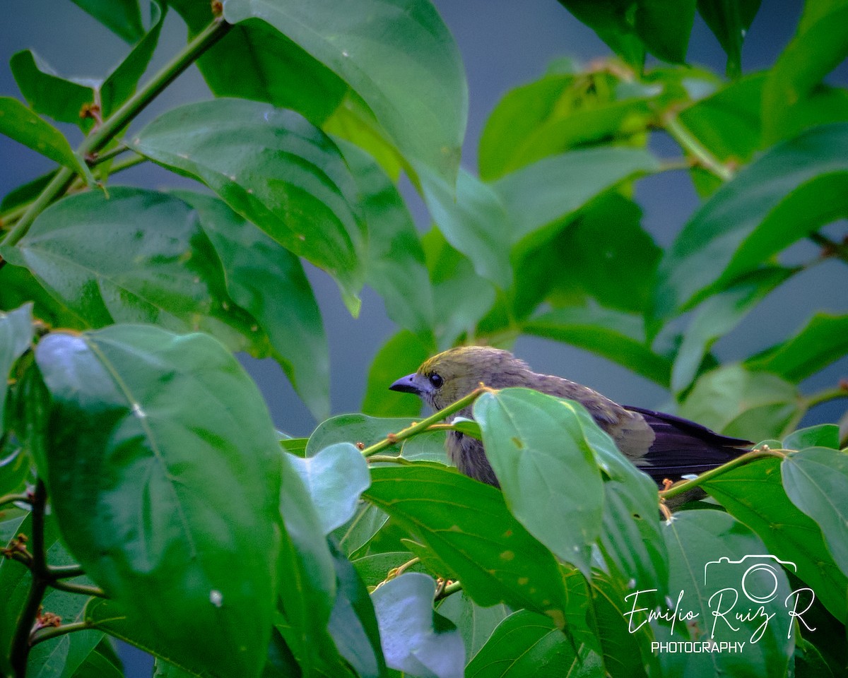 Palm Tanager - ML620050606