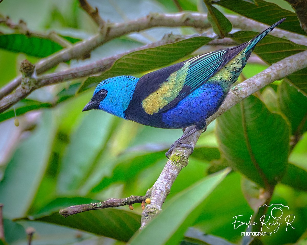 Blue-necked Tanager - ML620050615