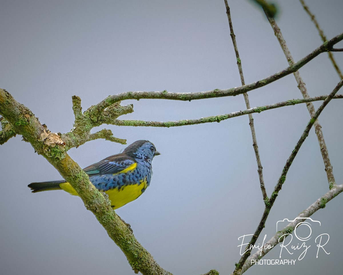 Turquoise Tanager - ML620050633