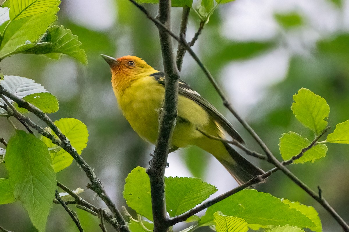 Western Tanager - ML620050655