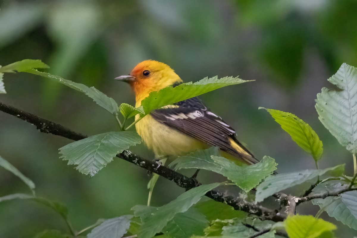 Western Tanager - ML620050656