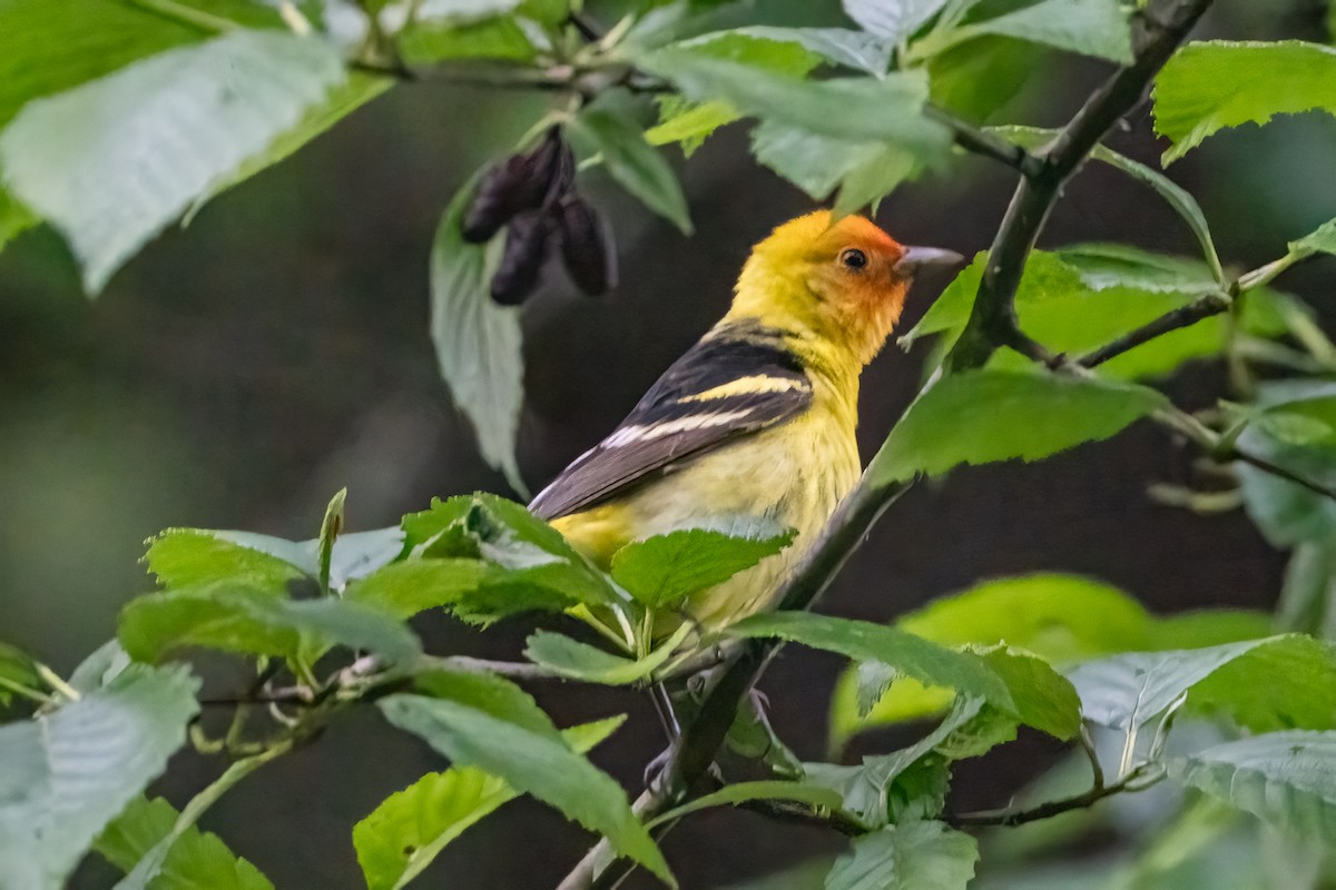 Western Tanager - ML620050657