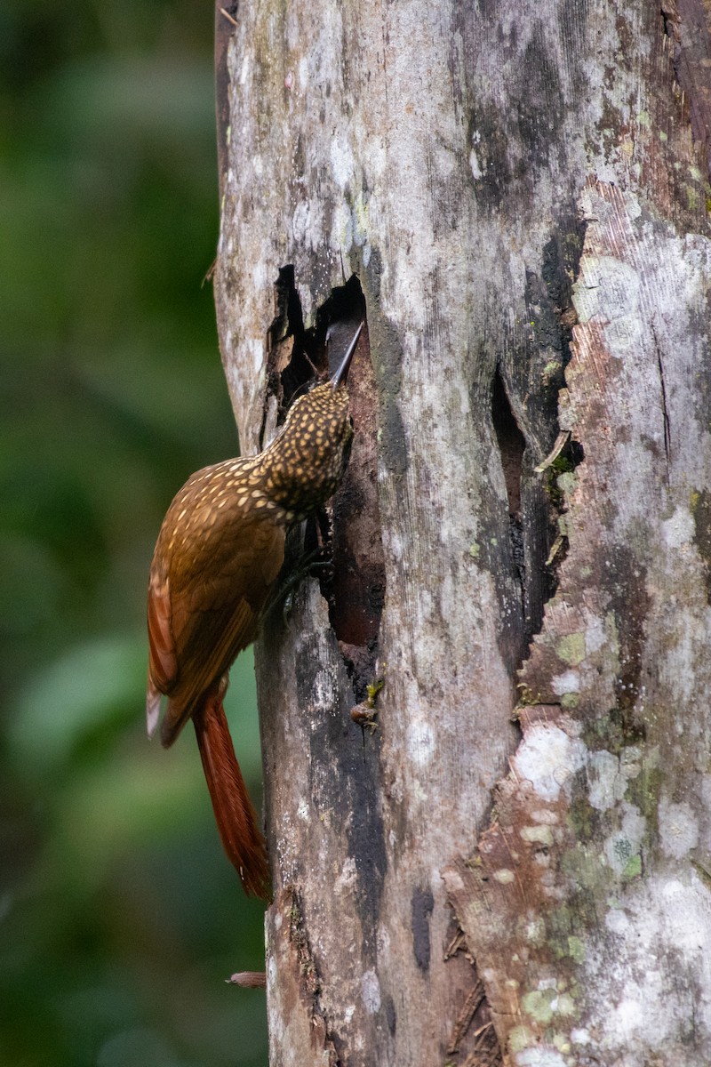 Lesser Woodcreeper - ML620050661