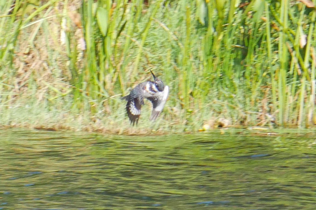 Belted Kingfisher - ML620050678