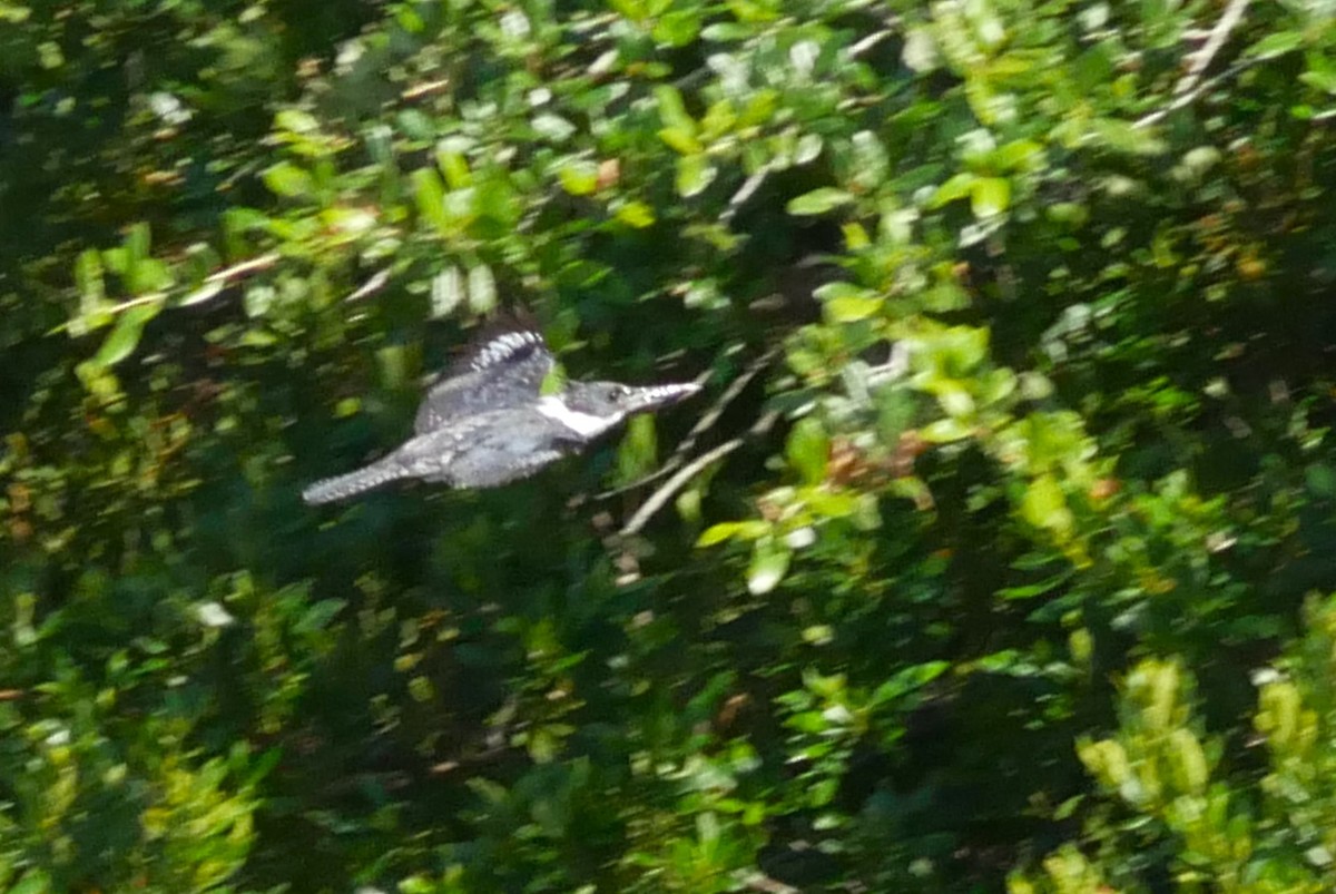 Belted Kingfisher - ML620050679