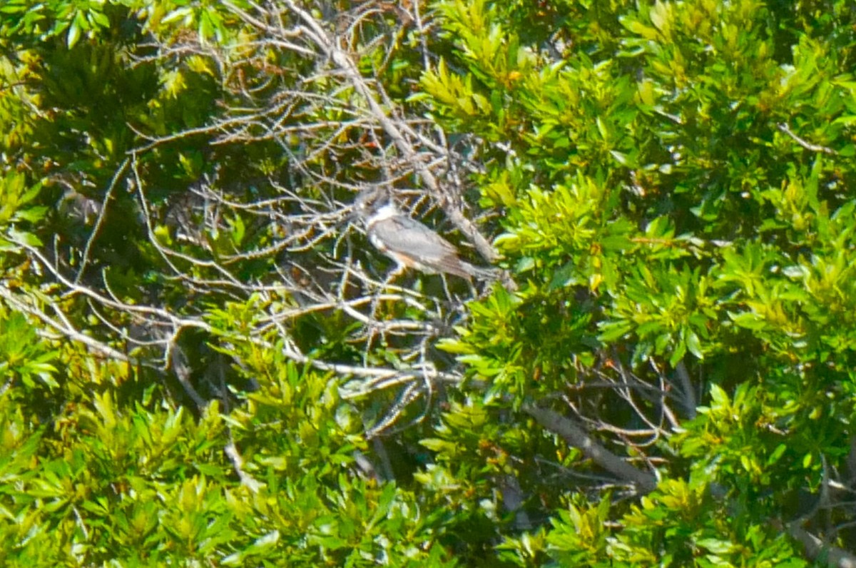 Belted Kingfisher - ML620050680